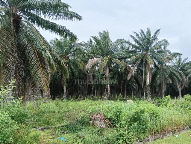 Mixed Development Land Tasek Gelugor For Sale 1