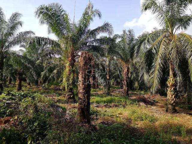 Tanah Sawit 1.9 ekar Di Muar Mukim Lenga 1