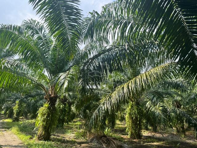 Prime Land for Sale – Strategic Location 1