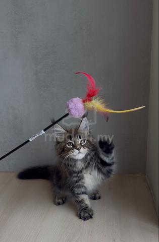 mainecoon kitten available for rehoming 🏡 - photo 2 of 3