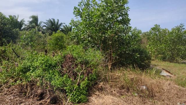 tanah untuk dijual 1