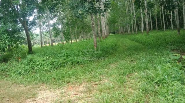 1 Ekar Tanah Getah Kg Teluk Kelubi Buloh Kasap Segamat Johor 1