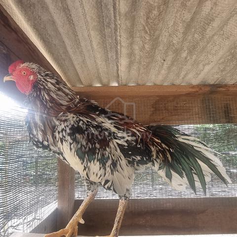 Carousel Image Selected