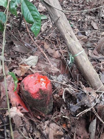Tanah Pertanian Agriculture 3.45 ekar Kg Ulu Semantan Raub 5