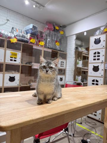 can send Singapore silver shaded bsh munchkin cat - photo 3 of 6