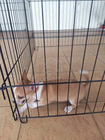 Promo! Pure🔥 Chihuahua Puppy Male 2810B - photo 4 of 6