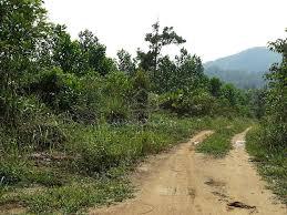Agriculture land for sale, Bedong, kuala muda, Kedah 5