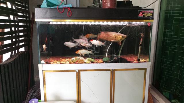 Ikan dan akuarium  - photo 2 of 3
