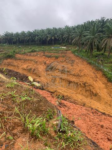agricultural land for sell 1