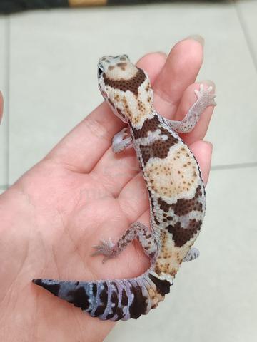 fat tail gekco - photo 2 of 2