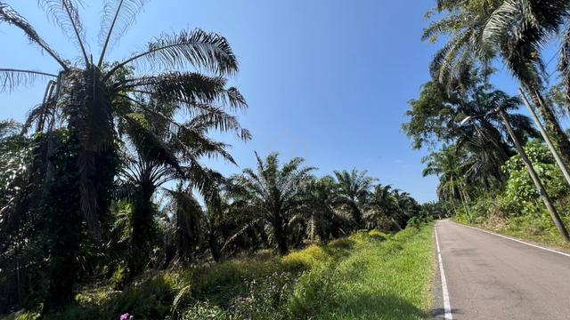 Pekan Nanas Agricultural Land For Sale 1