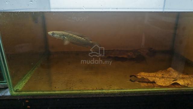 chana stewarti - photo 2 of 6
