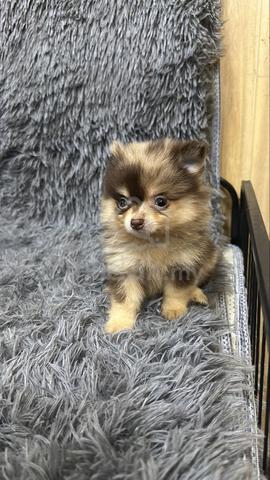 Red Merle Male Pomeranian Puppy - photo 5 of 6