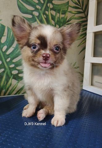 Long haired Chihuahua Pets for sale in Old Klang Road Kuala Lumpur