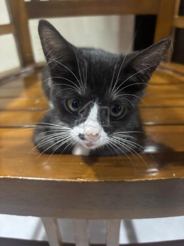 Cat Free Adopt - photo 2 of 2