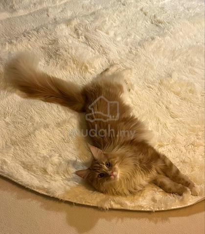 Maine Coon - photo 2 of 6