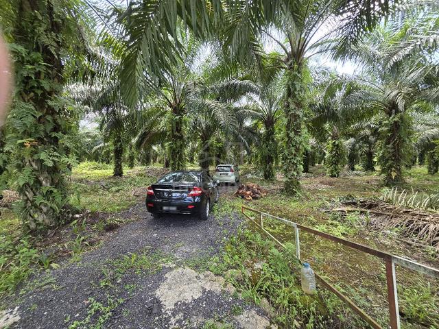 [3 Acre] Tanah Pertanian Olak Lempit Banting Tanah Rata Agriculture 1