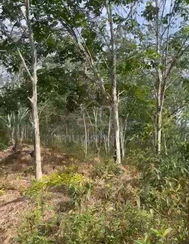 [MURAH, LADANG GETAH] Rembau, Freehold, Rizab Melayu, Tanaman Getah 1