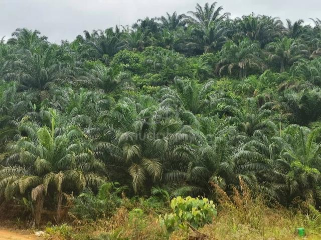 GOT GERAN Kelantan Kuala Krai Stong 996 acres Palm Oil LAND SALE 1
