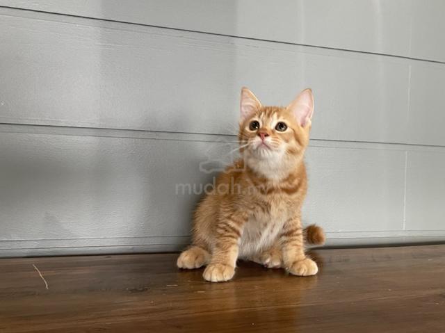 Carousel Image