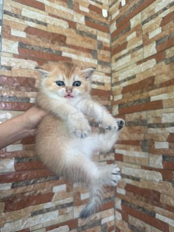BSH Kitten Golden - photo 5 of 6