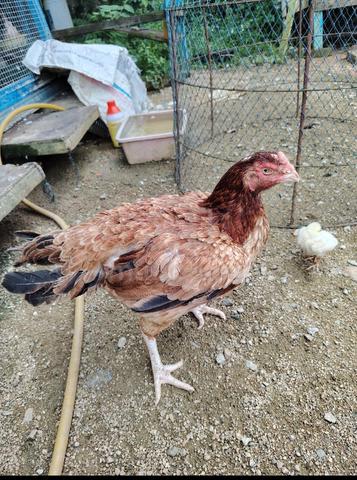 ayam cross aseel  - photo 2 of 4