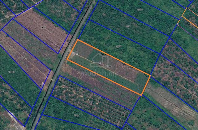 Ladang Nanas MD2 untuk dijual 1
