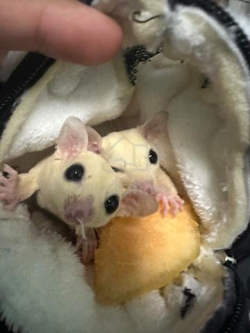 Sugar glider for rehome - photo 2 of 2