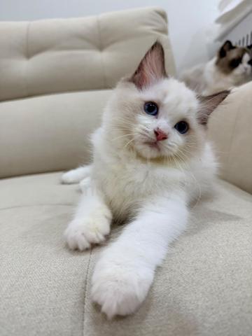 Female Ragdoll - photo 2 of 2