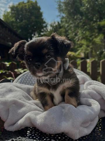 black and white Chihuahua ~6 - photo 4 of 5