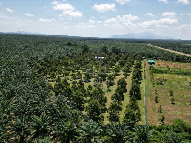 3.9 Acres🔥Well Maintained NonBumi🔥Durian Farms Merlimau Melaka 1
