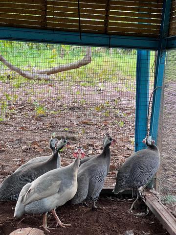 Carousel Image
