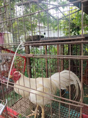 Ayam hujung - photo 2 of 4