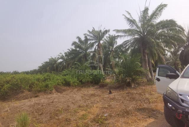 Selangor Kuala Selangor Agricultural Leasehold Land For Sale 1