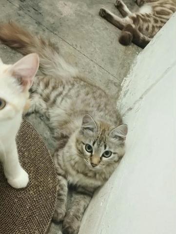 Domestic short hair mix maine coon  - photo 2 of 2