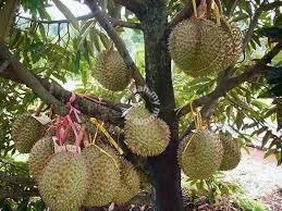 Durian Farm Land (10 acres), Balik Pulau, Pulau Pinang 4