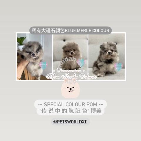 Blue Merle Pom 大理石色博美犬 Pets For Sale In Others Perak