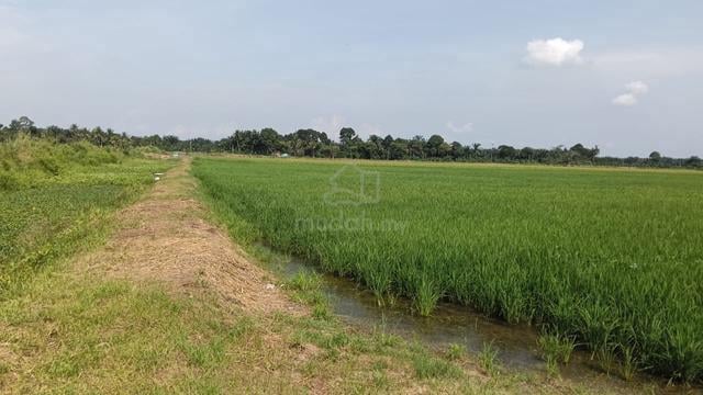 Tanah sawah padi 5.2 ekar Bota Kiri 1