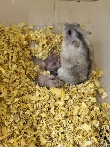 3 new born beby and 1 couple - photo 2 of 3