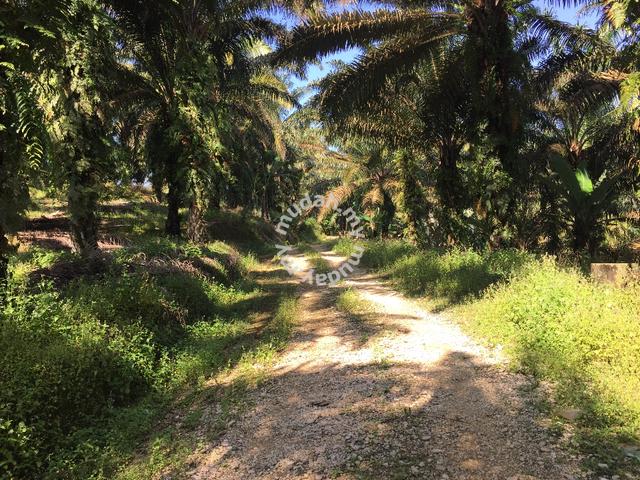 Freehold Agriculture Land For Sale At Bidor,Sungkai,Perak 1