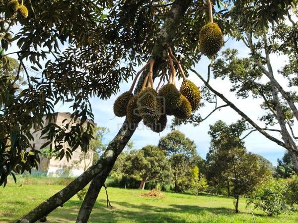 Durian Farm - Agriculture Land at Kota, Rembau Negeri Sembilan. 1