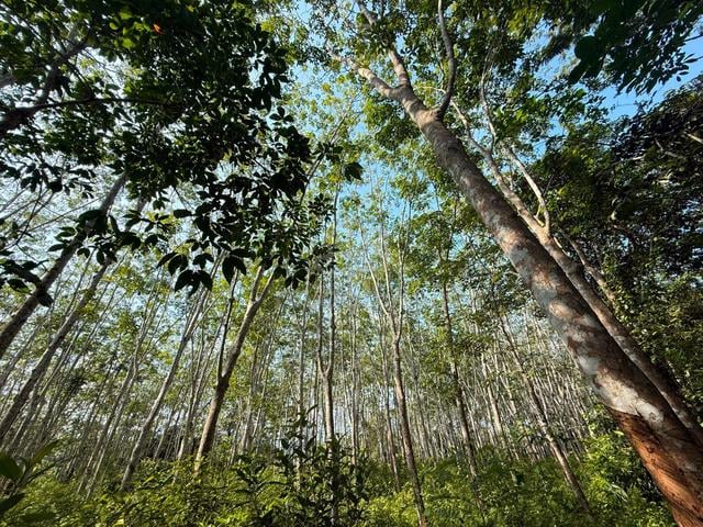 Tanah Kebun Getah Di Kupang, Baling, Kedah 1