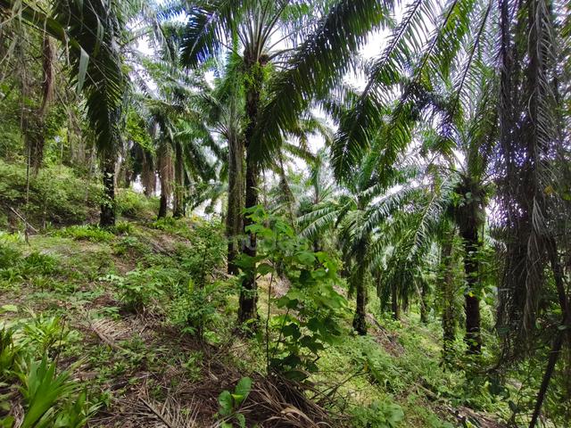 Kluang Agriculture Land 1