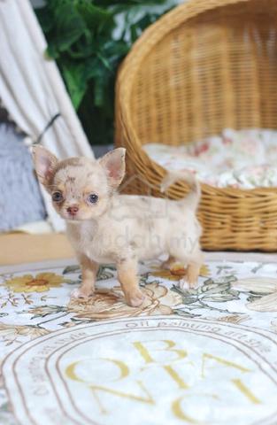 Carousel Image