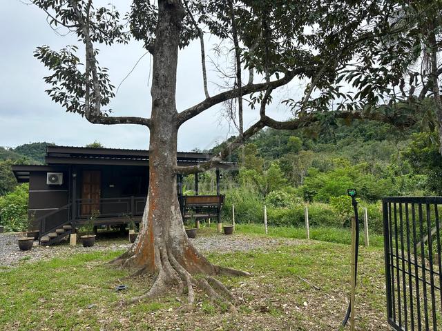 (200 DURIAN TREES AND FRUITS!) Agriculture Land, Malau, Kubang Pasu 1
