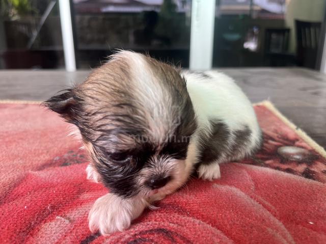 Shih Tzu puppy - photo 3 of 5