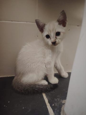 4 cute kittens, kucing - photo 3 of 6