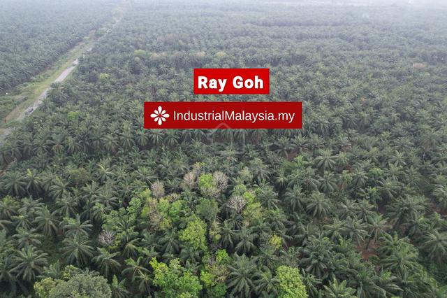 Mukim Morib Banting, Kanchong Agriculture Land for Sale 4