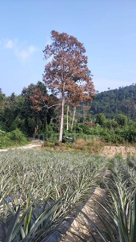 Tanah kebun sungai pas kuala krai 1