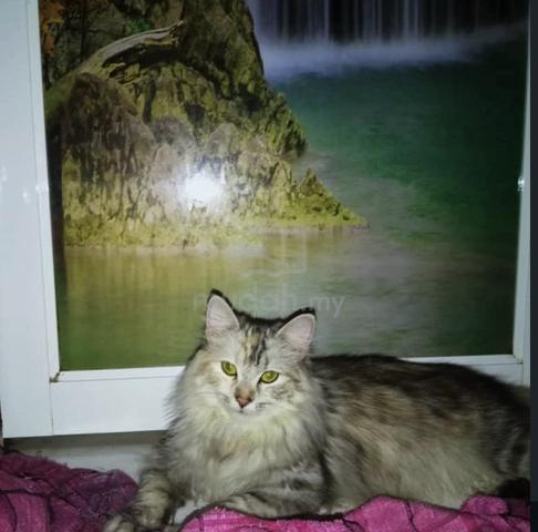 kucing untuk dijual - photo 2 of 3